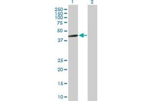 Western Blot analysis of ERAL1 expression in transfected 293T cell line by ERAL1 MaxPab polyclonal antibody. (ERAL1 antibody  (AA 1-437))