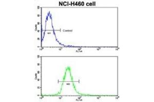 Flow Cytometry (FACS) image for anti-EPH Receptor B2 (EPHB2) antibody (ABIN3003348) (EPH Receptor B2 antibody)