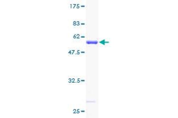 RPS3 Protein (AA 1-243) (GST tag)