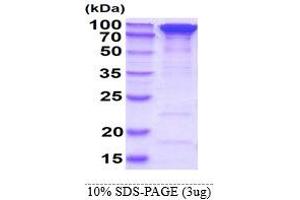SDS-PAGE (SDS) image for Heat Shock Protein 90 (HSP90) (AA 1-732) protein (His tag) (ABIN666830) (HSP90 Protein (AA 1-732) (His tag))