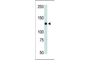 The anti-JAK2 Pab (ABIN387982 and ABIN2844820) is used in Western blot to detect JAK2 in mouse thymus tissue lysate. (JAK2 antibody  (C-Term))