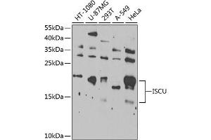 Western blot analysis of extracts of various cell lines, using ISCU Antibody  at 1:1000 dilution. (ISCU antibody  (AA 1-167))