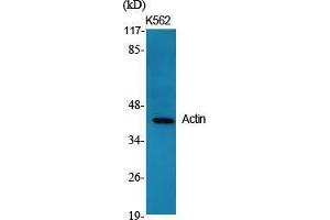 Western Blot (WB) analysis of specific cells using Actin Polyclonal Antibody. (Actin antibody  (C-Term))
