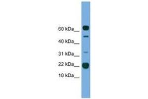 Image no. 1 for anti-Transmembrane Protein 107 (TMEM107) (AA 21-70) antibody (ABIN6745572) (TMEM107 antibody  (AA 21-70))