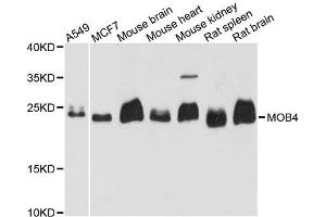 Western blot analysis of extracts of various cell lines, using MOB4 antibody. (MOBKL3 antibody  (AA 1-225))