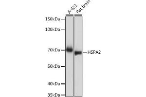 Western blot analysis of extracts of various cell lines, using HSP Rabbit mAb (ABIN7267579) at 1:1000 dilution. (HSPA2 antibody)