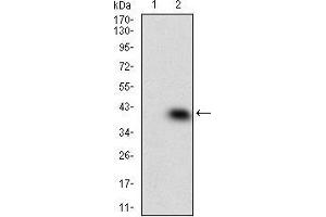Western blot analysis using MAPK14 mAb against HEK293 (1) and MAPK14 (AA: 299-360)-hIgGFc transfected HEK293 (2) cell lysate. (MAPK14 antibody  (AA 299-360))