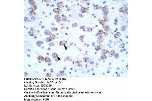 Human Brain (CATSPER2 antibody  (N-Term))