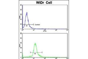 Flow cytometric analysis of WiDr cells using DDX53 Antibody (bottom histogram) compared to a negative control cell (top histogram).