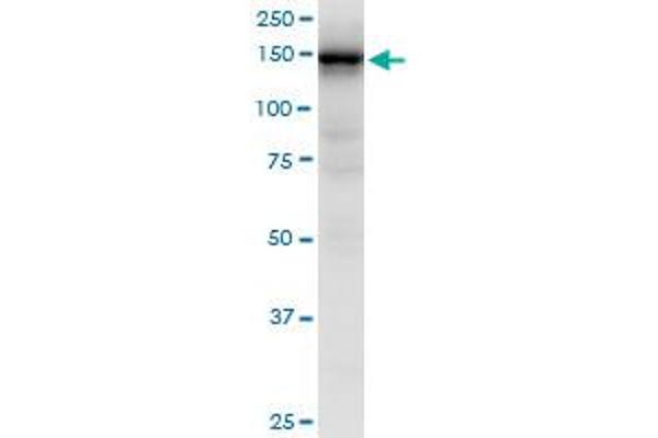 HMHA1 antibody  (AA 91-190)