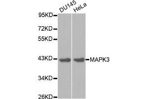 Western blot analysis of extracts of various cell lines, using MAPK3 antibody. (ERK1 antibody)