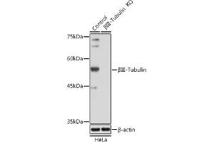 Western blot analysis of extracts from normal (control) and βIII-Tubulin/β3-Tubulin Rabbit pAb knockout (KO) HeLa cells, using βIII-Tubulin/β3-Tubulin Rabbit pAb antibody (ABIN7271048) at 1:1000 dilution. (TUBB3 antibody)