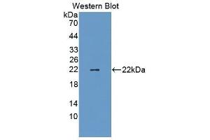 Western Blotting (WB) image for anti-Tafazzin (TAZ) (AA 46-240) antibody (ABIN1860684) (TAZ antibody  (AA 46-240))