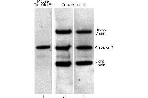 Mouse IP / Western Blot: Caspase 7 was immunoprecipitated from 0. (TrueBlot® Immunoprecipitation and Western Blot Kit for DYKDDDDK (FLAG®) Epitope Tag)