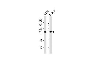 All lanes : Anti-B Antibody at 1:2000 dilution Lane 1: A431 whole cell lysates Lane 2: NCCIT whole cell lysates Lysates/proteins at 20 μg per lane.