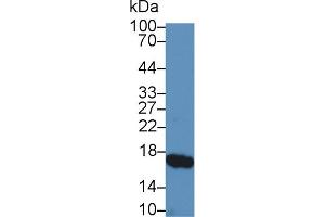 Western Blot; Sample: Porcine Small intestine lysate; Primary Ab: 5µg/ml Rabbit Anti-Porcine RBP2 Antibody Second Ab: 0. (RBP2 antibody  (AA 1-134))