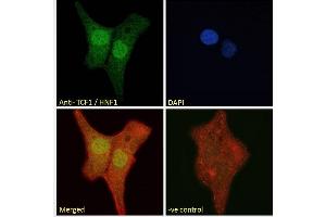 ABIN334504 Immunofluorescence analysis of paraformaldehyde fixed U2OS cells, permeabilized with 0. (HNF1A antibody  (Internal Region))