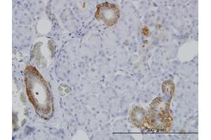 Image no. 1 for anti-XYD Domain Containing Ion Transport Regulator 2 (FXYD2) (AA 1-65) antibody (ABIN598549) (FXYD2 antibody  (AA 1-65))