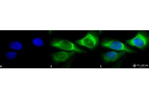 Immunocytochemistry/Immunofluorescence analysis using Mouse Anti-Hsp47 Monoclonal Antibody, Clone 1C4-1A6 . (SERPINH1 antibody  (Atto 594))