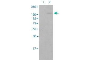 Western blot analysis of Lane 1: antigen-specific peptide treated cos-7 cells, Lane 2: cos-7 cells with APP (phospho T743/668) polyclonal antibody  at 1:500-1:1000 dilution. (APP antibody  (pThr668, pThr743))
