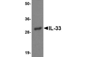 Western Blotting (WB) image for anti-Interleukin 33 (IL33) antibody (ABIN492540) (IL-33 antibody)