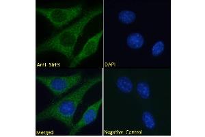 ABIN768568 Immunofluorescence analysis of paraformaldehyde fixed NIH3T3 cells, permeabilized with 0. (SIRT3 antibody  (Internal Region))