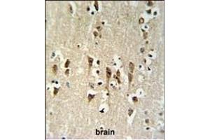 KCTD1 Antibody (C-term) (ABIN651146 and ABIN2840098) IHC analysis in formalin fixed and paraffin embedded brain tissue followed by peroxidase conjugation of the secondary antibody and DAB staining.