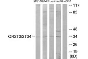 Western blot analysis of extracts from MCF-7/HuvEc/HeLa/HepG2 cells, using OR2T3/2T34 Antibody. (OR2T3/2T34 (AA 269-318) antibody)