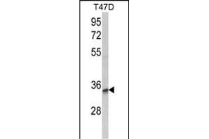 Western blot analysis of TSN12 Antibody (C-term) (ABIN652637 and ABIN2842427) in T47D cell line lysates (35 μg/lane). (TSPAN12 antibody  (C-Term))