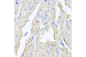 Immunohistochemistry of paraffin-embedded mouse heart using MLN antibody at dilution of 1:100 (40x lens).