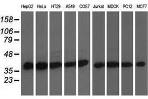 Western blot analysis of extracts (35 µg) from 9 different cell lines by using anti-DNAJA2 monoclonal antibody. (DNAJA2 antibody)
