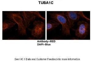 Sample Type: Human brain stem cells Primary Antibody Dilution: 1:500Secondary Antibody: Goat anti-rabbit Alexa-Fluor 594 Secondary Antibody Dilution: 1:0000Color/Signal Descriptions: TUBA1C: Red DAPI: Blue  Gene Name: TUBA1C Submitted by: Dr. (TUBA1C antibody  (C-Term))