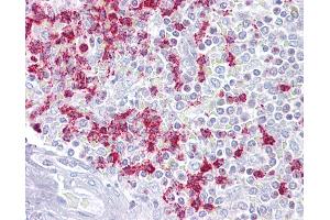 Anti-RGS2 antibody IHC of human spleen. (RGS2 antibody  (AA 51-100))