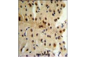 CLIP1 Antibody (N-term) (ABIN652897 and ABIN2842579) IHC analysis in formalin fixed and paraffin embedded mouse brain tissue followed by peroxidase conjugation of the secondary antibody and DAB staining. (CLIP1 antibody  (N-Term))