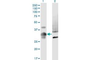 Western Blot analysis of MPPED2 expression in transfected 293T cell line by MPPED2 monoclonal antibody (M08), clone 4H5. (MPPED2 antibody  (AA 1-294))