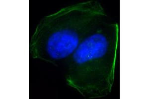 Immunofluorescent analysis of 4 % paraformaldehyde-fixed, 0. (CD276 antibody  (C-Term))