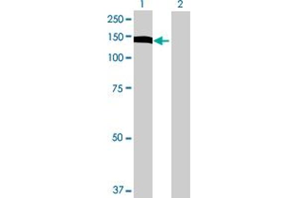 UTP14A antibody  (AA 1-771)