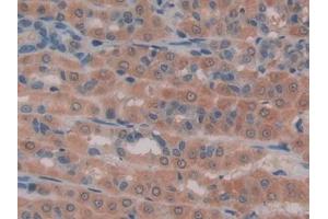 IHC-P analysis of Rat Intestine Tissue, with DAB staining. (GAS6 antibody  (AA 100-312))