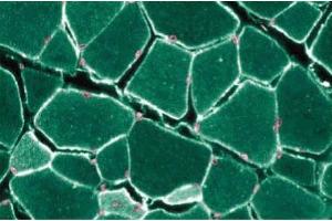 Immunofluroescent staining of Rabbit Muscle with anti-Caveolin 3. (Caveolin 3 antibody  (AA 3-24))