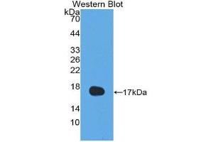 Western Blotting (WB) image for anti-Interleukin 13 (IL13) (AA 25-146) antibody (ABIN1868581) (IL-13 antibody  (AA 25-146))