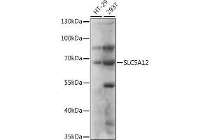 Western blot analysis of extracts of various cell lines, using SLC5 antibody (ABIN7270468) at 1:1000 dilution. (SLC5A12 antibody  (AA 200-280))