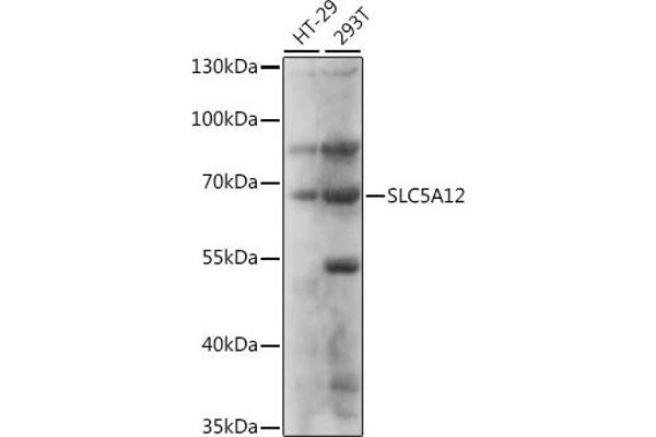 SLC5A12 Antikörper  (AA 200-280)