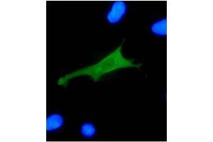 IF analysis of HPV-18 E7 protein in U2OS cells. (HPV18 E7 antibody  (AA 36-70))