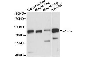 Western blot analysis of extracts of various cell lines, using GCLC antibody (ABIN6292116) at 1:3000 dilution. (GCLC antibody)