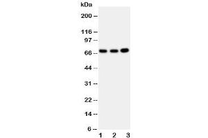 Western blot testing of GBP1 antibody and Lane 1:  U87 (GBP1 antibody  (AA 566-589))