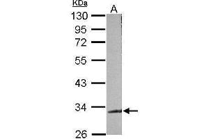 WB Image Sample (50 ug of whole cell lysate) A: mouse brain 10% SDS PAGE antibody diluted at 1:500 (TARDBP antibody)