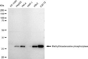 Western blotting analysis using Methylthioadenosine phosphorylase antibody (ABIN7799397).