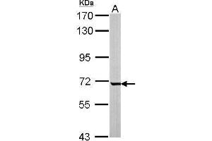 WB Image Sample (50 ug of whole cell lysate) A: mouse liver 7. (GCKR antibody)