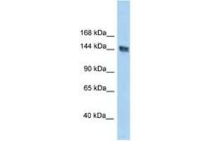 Image no. 1 for anti-UACA (UACA) (AA 1309-1358) antibody (ABIN6747684)