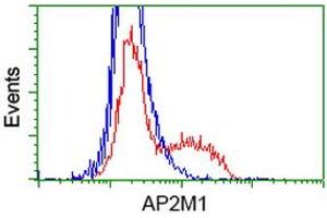 Image no. 2 for anti-Adaptor-Related Protein Complex 2, mu 1 Subunit (AP2M1) antibody (ABIN1496652) (AP2M1 antibody)
